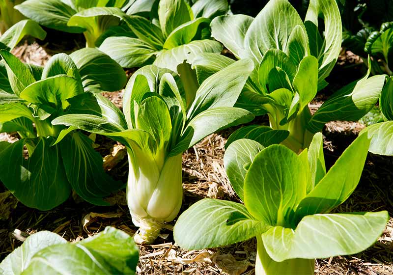 Bok Choy plants growing in vegetable garden | fall vegetable