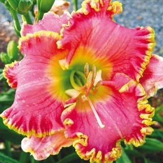 Buffalo, New York Zone 6a | Determining Your Gardening Zone | Homesteading Guide
