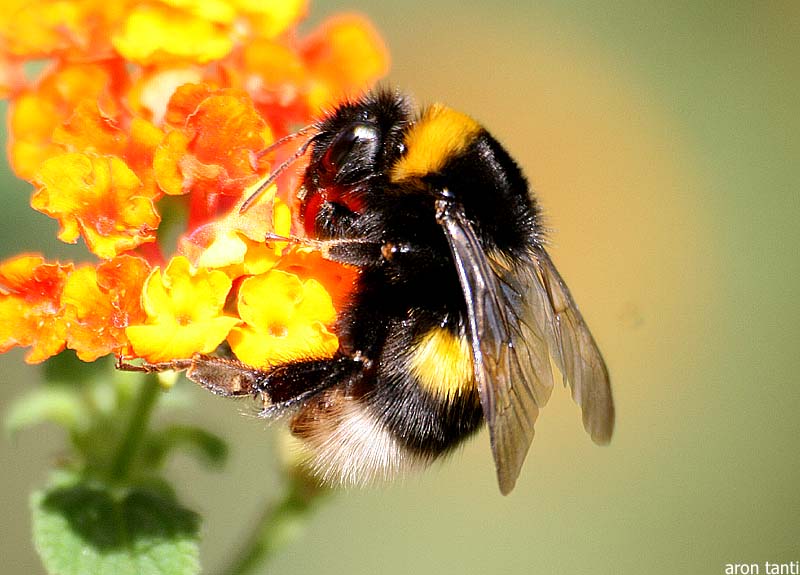 NEWS: The Bee Population is Declining, what can we do? | How to Save the Bees https://homesteading.com/bee-population-decline-save-the-bees
