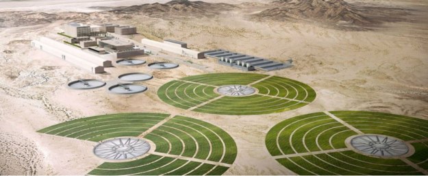 Could Cactus Farming save California from drought? Could Cactus Farming save California from drought?