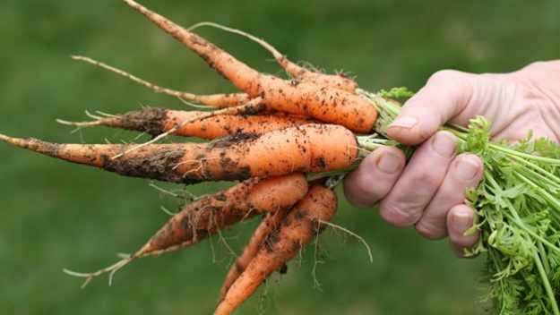 Homesteading for beginners guide