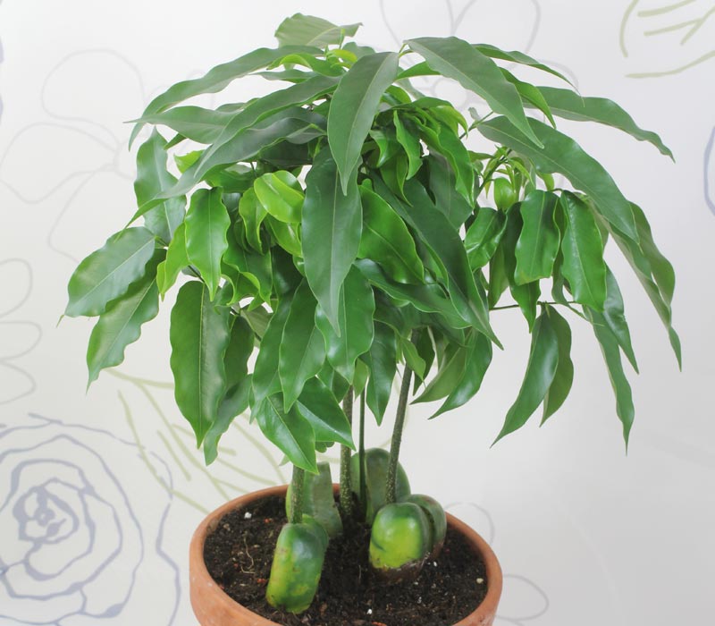 Beans | Delectable Edibles You Can Grow In Your Indoor Winter Garden Beans | Delectable Edibles You Can Grow In Your Indoor Winter Garden