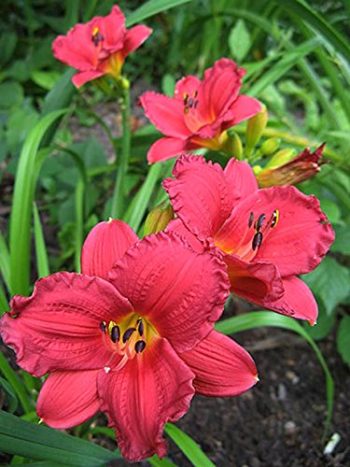 Charleston, West Virginia Zone 6b | Determining Your Gardening Zone | Homesteading Guide