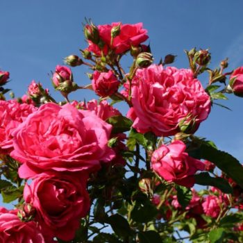 Charlotte, North Carolina Zone 7b/8a | Determining Your Gardening Zone | Homesteading Guide