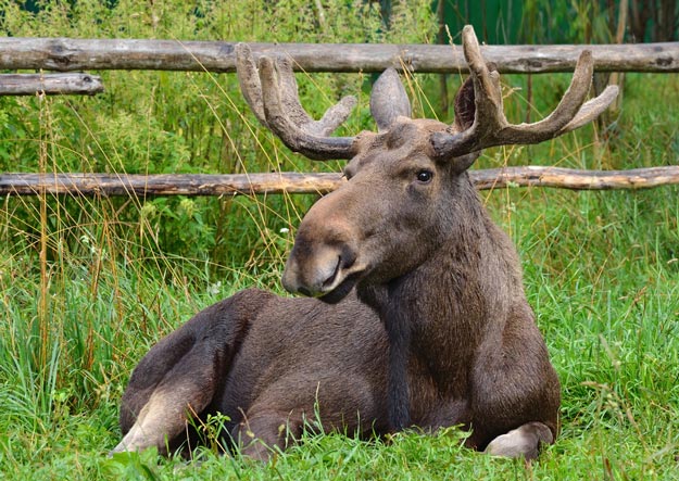Moose