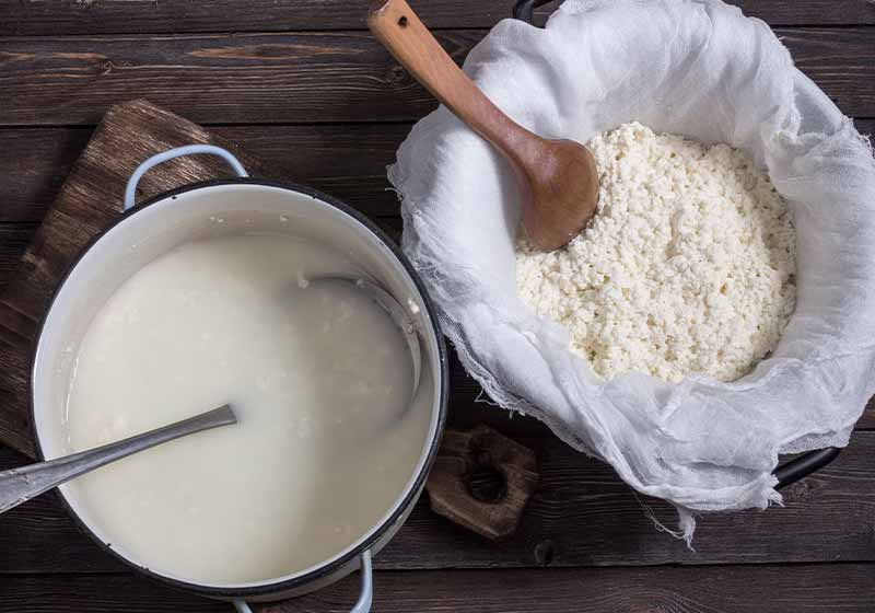 Cheese curd Preparation | how to make cheese