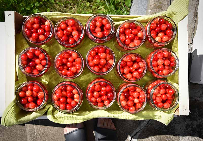 Cherry compote being prepared for winter preservation in a big pot on a stove, where all bacteria is destroyed because of heat | canning kit