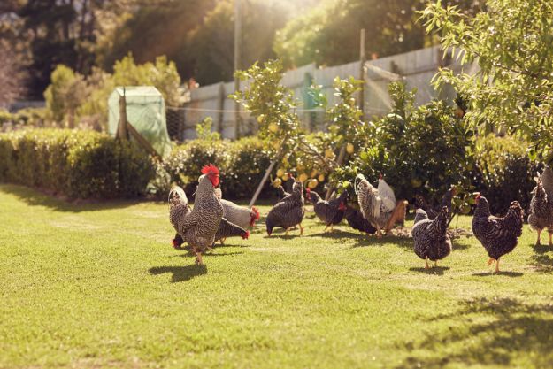 The Chickens | Chicken Coop Plan Homesteaders Must Know The Chickens | Chicken Coop Plan Homesteaders Must Know