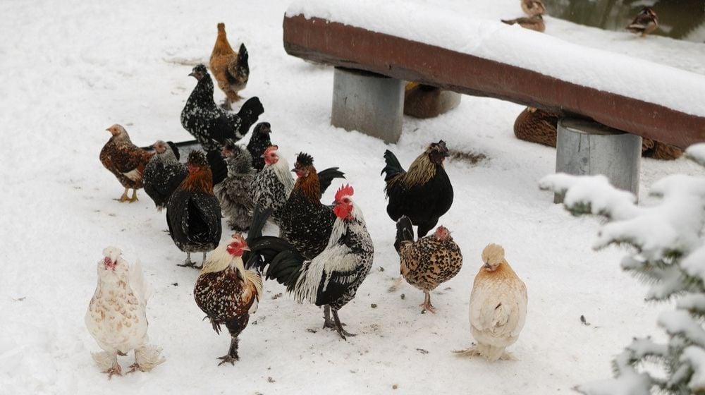 | How To Make Winter Chicken Treats | Featured