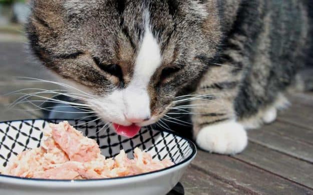 Birds Love Cat Food | Easy Ways To Boost Your Chickens’ Protein Over The Winter