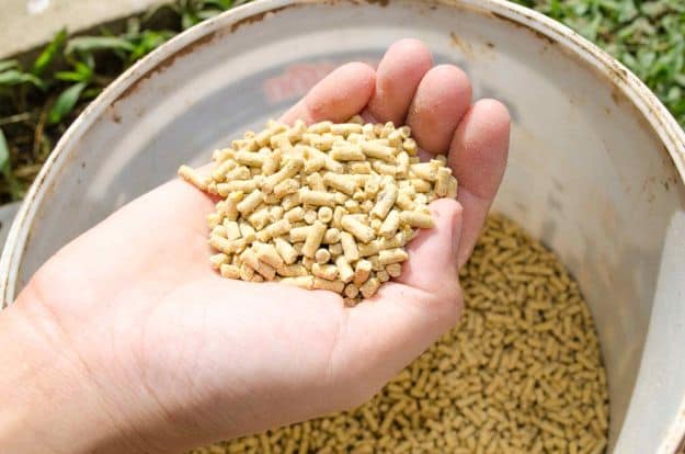 Switch To A Game Bird/Grower Feed | Easy Ways To Boost Your Chickens’ Protein Over The Winter