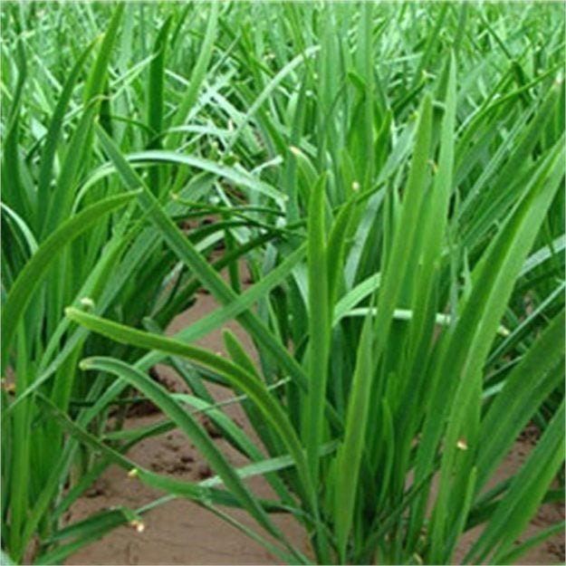 Chives | Vertical Farming For Compact Spaces | Types of Farming