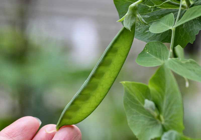 Close up of growing snow peas | fall vegetables