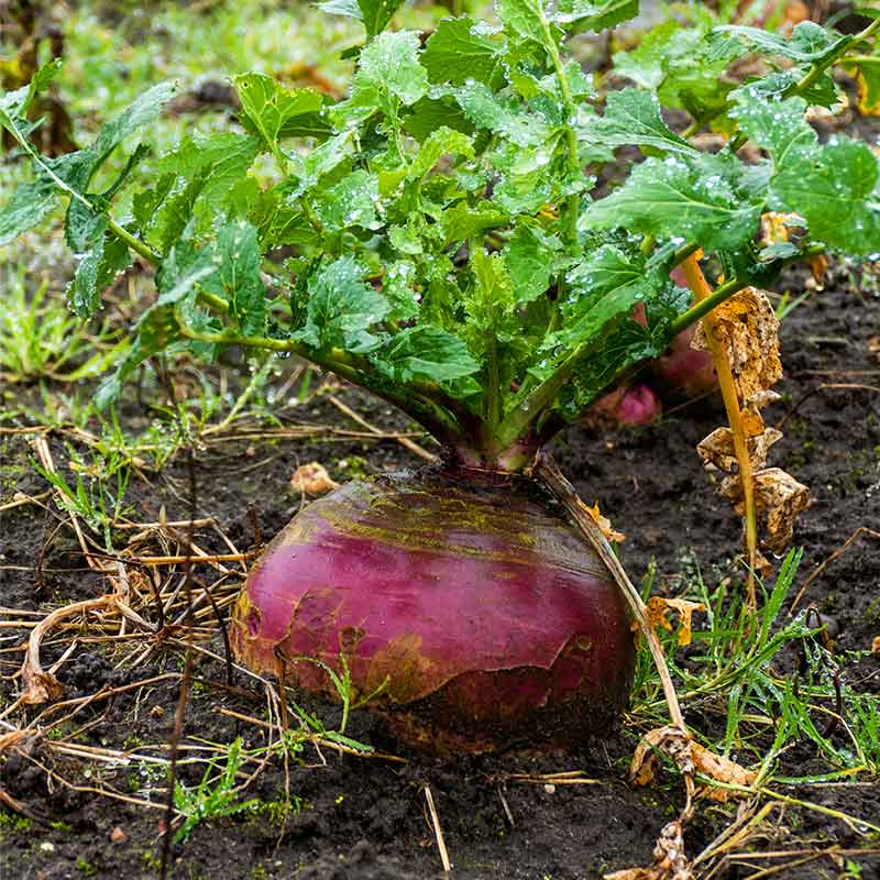 Close up of rutabaga in the rain | fall harvest