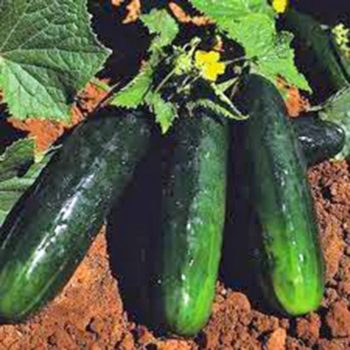 Columbus, Ohio Zone 6a | Determining Your Gardening Zone | Homesteading Guide