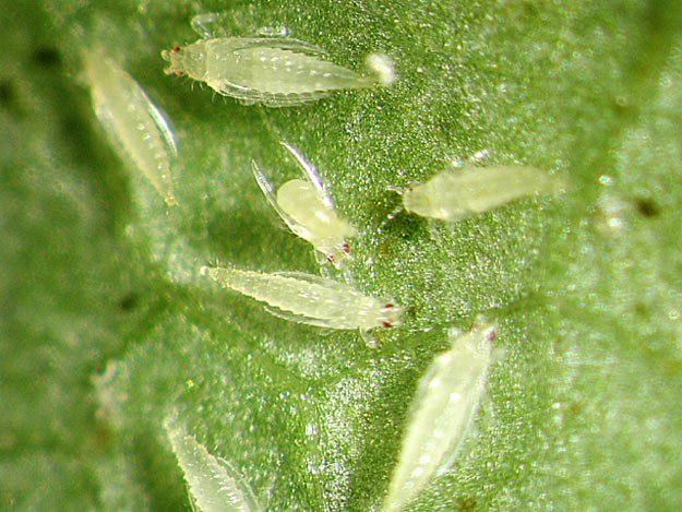 Pests in the Garden