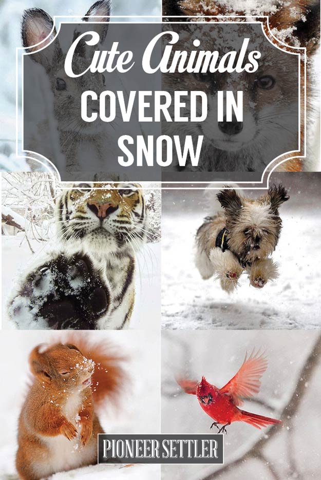 Cute Animals Covered in Snow Cute Animals Covered in Snow