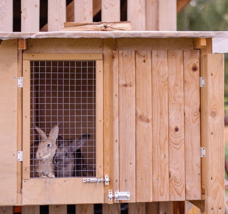 Cute fluffy bunnies in cages | rabbit care
