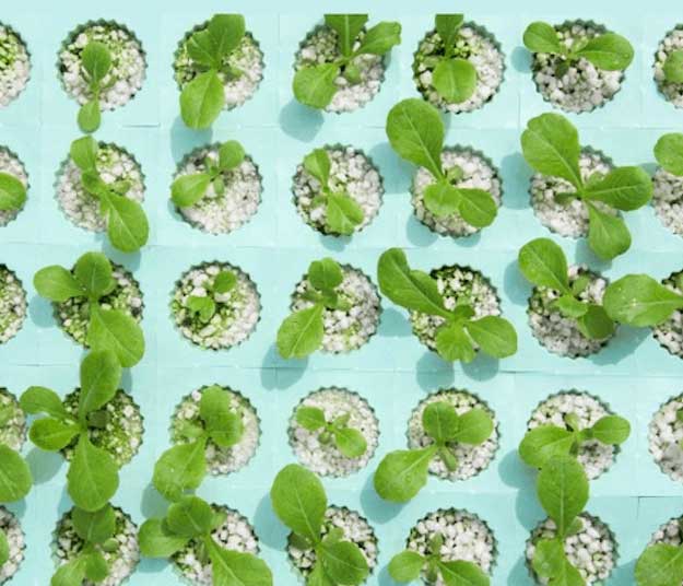 DIY Condensed Hydroponics System | Amazing Hydroponic Systems For Indoor Gardening