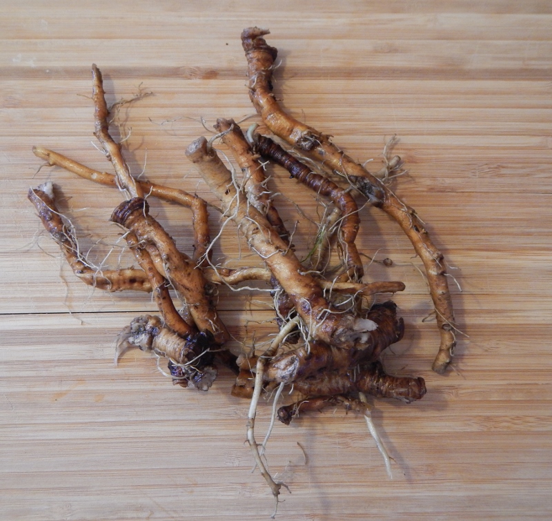 Dandelion Root for Tea | Best Dandelion Root Tea & Home Remedies at https://homesteading.com/best-dandelion-root-tea