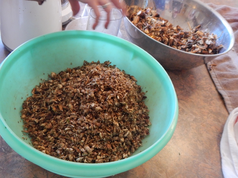 How to Process the Dandelion Roots for Tea | Best Dandelion Root Tea & Home Remedies at https://homesteading.com/best-dandelion-root-tea