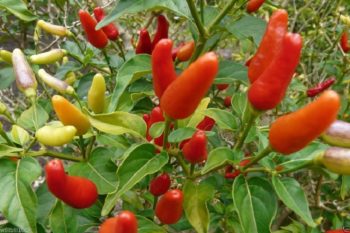Dallas, Texas Zone 8a/8b | Determining Your Gardening Zone | Homesteading Guide