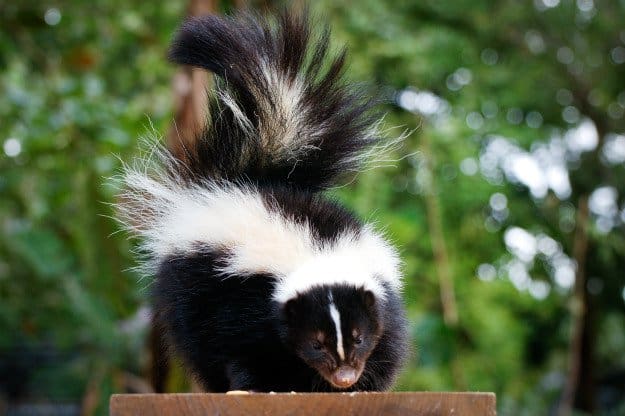 Install Lights In Your Yard How To Deter Skunks In 7 Surprisingly Simple Steps