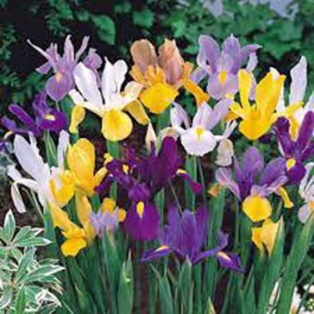 Detroit, Michigan Zone 6b | Determining Your Gardening Zone | Homesteading Guide