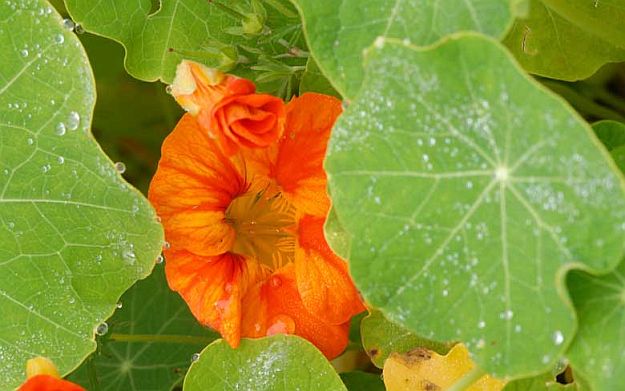 Direct Sowing | Homesteading In Alaska Is Easier Than You Thought