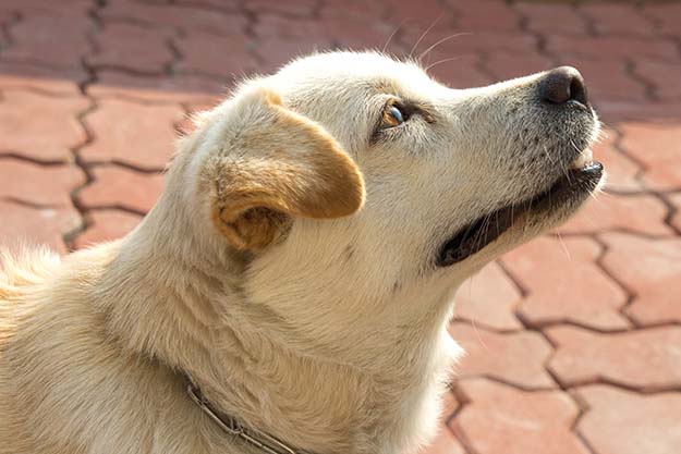 Man's Best Friend