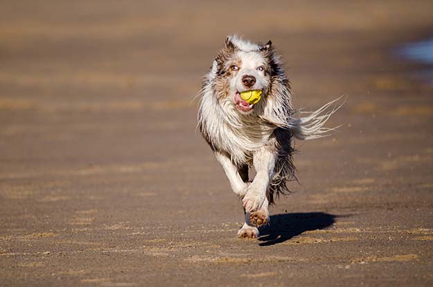 Playful Dogs
