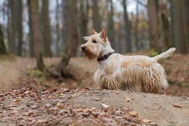 Dogs for Direction