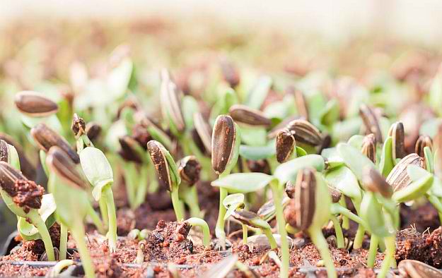 Dry Farming | Gardening Tips To Earn Your Most Fruitful Yield Yet 