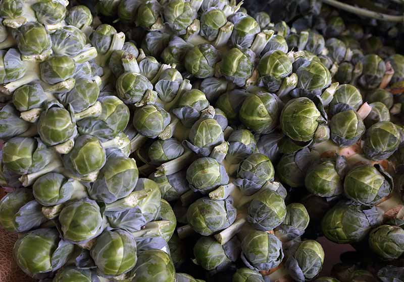 Ecologic natural cultivated vegetables | fall planting
