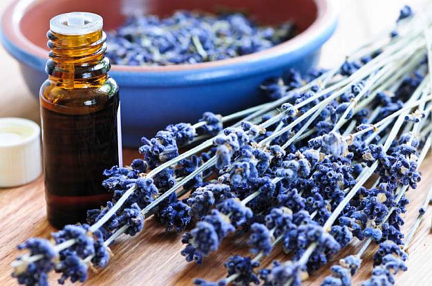 Lavender | Essential Oils For First Aid That Any Prepper Should Have