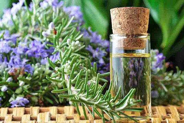 Rosemary | Essential Oils For First Aid That Any Prepper Should Have