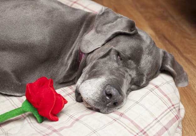 Homemade Pet Deodorizer | Ways To Use Essential Oils Around The Homestead For The Holidays