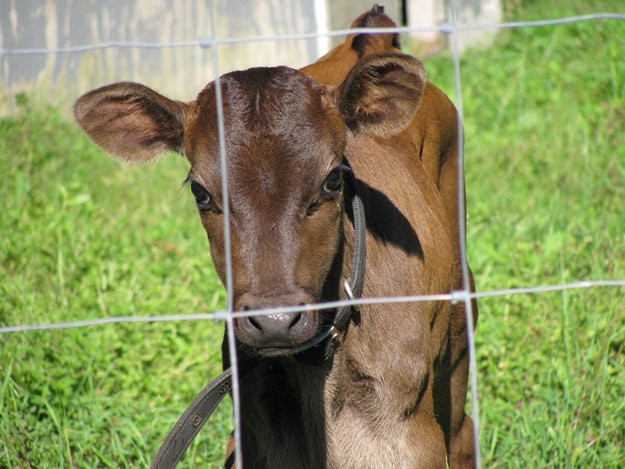 Farm Baby
