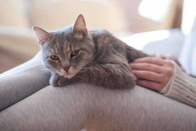 Trade Your Dog For A Cat | Places To Find Extra Cash This Holiday Season