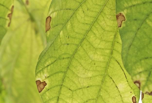 Fixing Plants Leaves That Are Turning Yellow | Gardening Tips To Earn Your Most Fruitful Yield Yet 