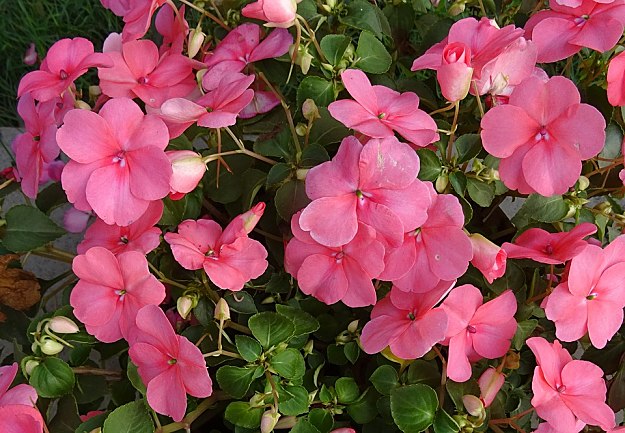 Impatiens Attract Hummingbirds | Amazing Flowers That Attract Hummingbirds To Keep In Your Homestead Impatiens Attract Hummingbirds | Amazing Flowers That Attract Hummingbirds To Keep In Your Homestead