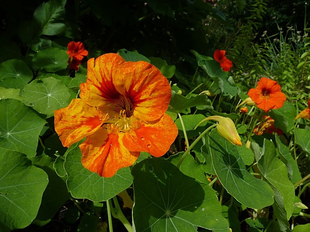 Nasturtiums Attract Hummingbirds | Amazing Flowers That Attract Hummingbirds To Keep In Your Homestead Nasturtiums Attract Hummingbirds | Amazing Flowers That Attract Hummingbirds To Keep In Your Homestead