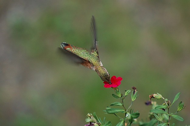 Petunias Attract Hummingbirds | Amazing Flowers That Attract Hummingbirds To Keep In Your Homestead Petunias Attract Hummingbirds | Amazing Flowers That Attract Hummingbirds To Keep In Your Homestead
