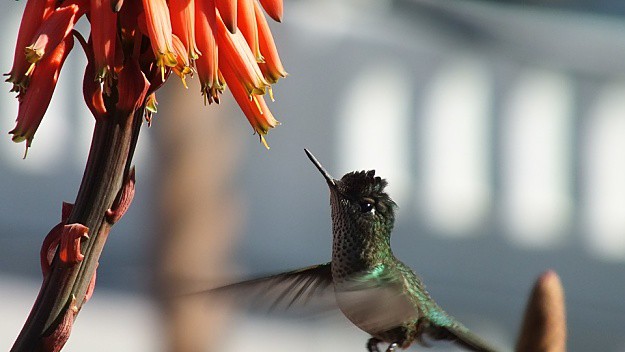 Red Hot Poker Attracts Hummingbirds | Amazing Flowers That Attract Hummingbirds To Keep In Your Homestead Red Hot Poker Attracts Hummingbirds | Amazing Flowers That Attract Hummingbirds To Keep In Your Homestead
