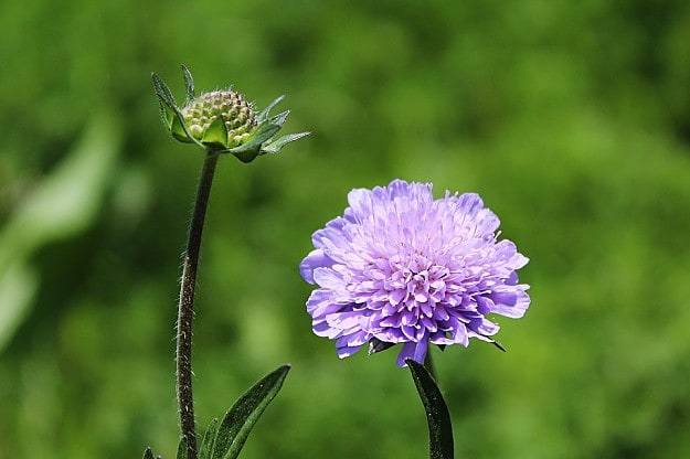 Scabiosas Attract Hummingbirds | Amazing Flowers That Attract Hummingbirds To Keep In Your Homestead Scabiosas Attract Hummingbirds | Amazing Flowers That Attract Hummingbirds To Keep In Your Homestead