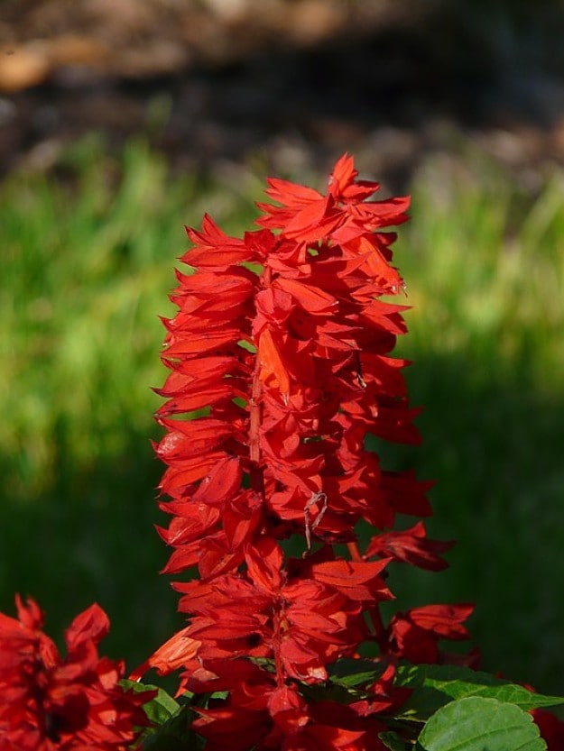 Scarlet Sage Attracts Hummingbirds | Amazing Flowers That Attract Hummingbirds To Keep In Your Homestead Scarlet Sage Attracts Hummingbirds | Amazing Flowers That Attract Hummingbirds To Keep In Your Homestead