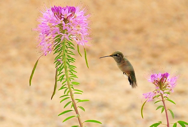Spider Flower Attracts Hummingbirds | Amazing Flowers That Attract Hummingbirds To Keep In Your Homestead Spider Flower Attracts Hummingbirds | Amazing Flowers That Attract Hummingbirds To Keep In Your Homestead