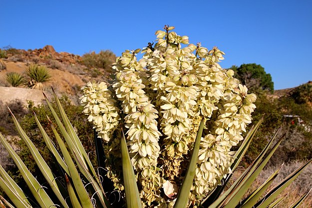 Yucca Attracts Hummingbirds | Amazing Flowers That Attract Hummingbirds To Keep In Your Homestead Yucca Attracts Hummingbirds | Amazing Flowers That Attract Hummingbirds To Keep In Your Homestead