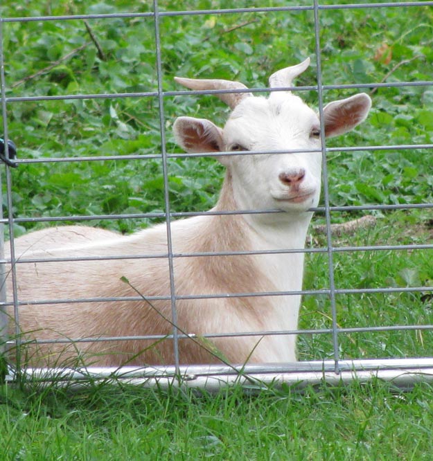 Goat Care