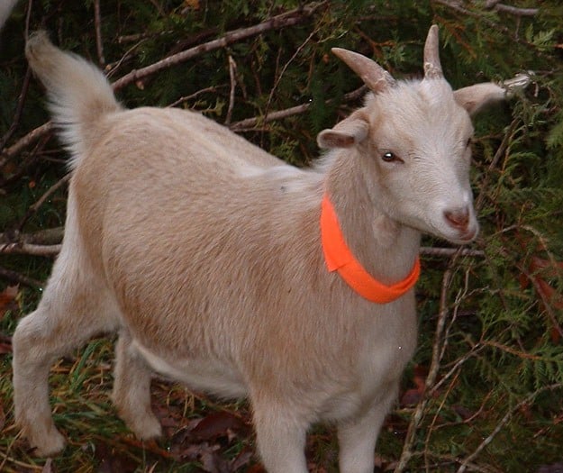 Goats for Brush Clearing